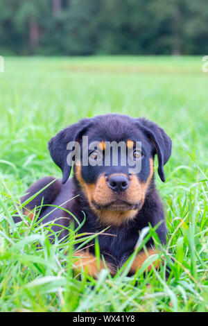 Retrato de rottweiler cachorro tumbado en la pradera Foto de stock