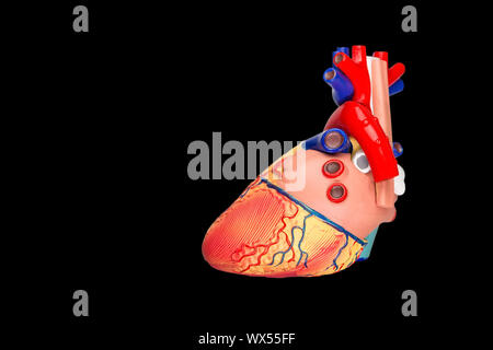 Modelo de corazón humano sobre fondo negro Foto de stock