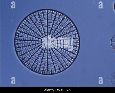 Las diatomeas del mar bajo el microscopio 100x