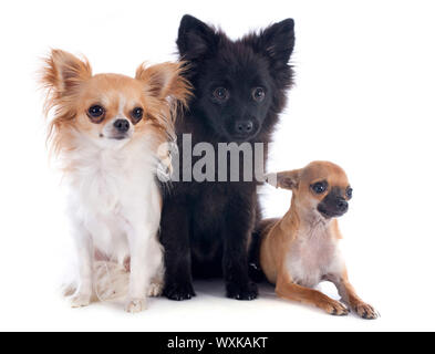 Tres pequeños perros delante de un fondo blanco