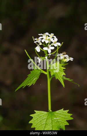 Alliaria petiolata ajo, Mostaza