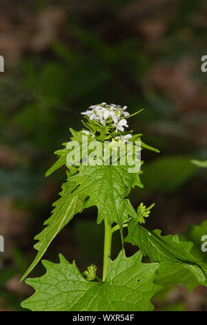 Alliaria petiolata ajo, Mostaza