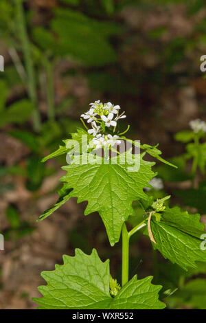 Alliaria petiolata ajo, Mostaza
