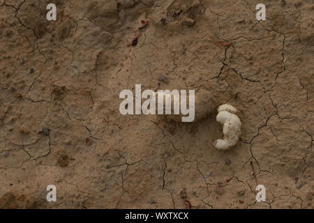 Excremento de cocodrilo del nilo fotografías e imágenes de alta resolución  - Alamy