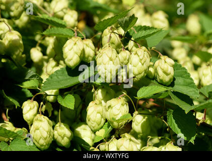 Hopfen, Humulus lupulus ist eine Rankpflanze mueren, unter Anderem, zur Bierherstellung verwendet wird. Sie ist eine wichtige Heilpflanze und wird auch i Foto de stock