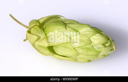 Hopfen, Humulus lupulus ist eine Rankpflanze mueren, unter Anderem, zur Bierherstellung verwendet wird. Sie ist eine wichtige Heilpflanze und wird auch i Foto de stock