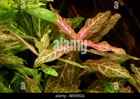 Hygrophila polysperma "Rosanervig"