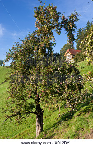 Apple, Apple tree, granja GRANJA granja, Emmental, casa, otoño, otoño, cantón de Berna, frutas, frutas Schafhausen, Schwand,