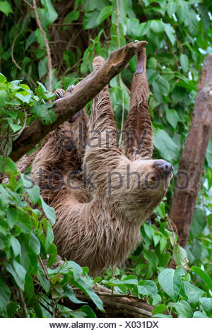 Linneo dos dedos cada sloth (Choloepus didactylus), cautiva, apariciones en el centro y el Norte de América del Sur