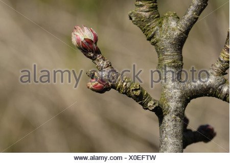 Apertura de yemas en una rama de manzana en primavera