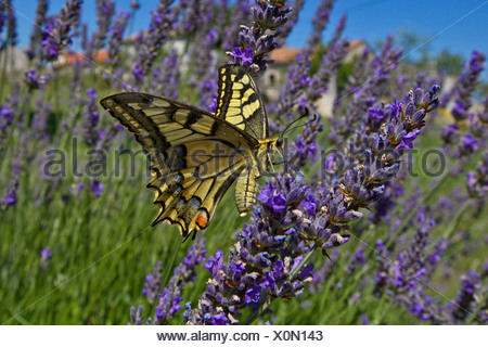 Especie (Papilio machaon), chupar néctar en lavanda, Croacia, Istria