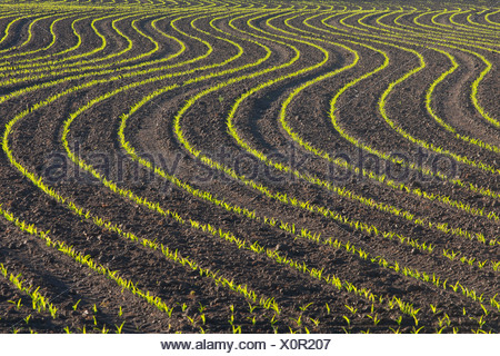 La germinación de las semillas de maíz Fotografía de stock - Alamy