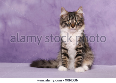Get Sentado katze Desktop Wallpaper Free