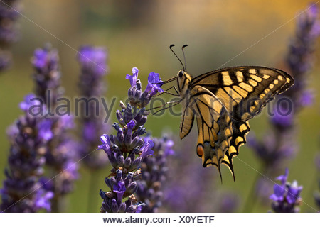 Especie (Papilio machaon), chupar néctar en flores de lavanda, Croacia, Istria