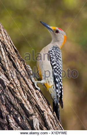 De fachada dorada woodpecker (Melanerpes aurifrons) posado sobre un tronco de árbol en el Valle del Río Grande en Texas, EE.UU.