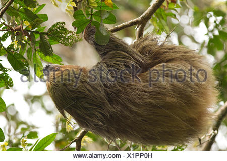 Linneo dos dedos cada perezoso, Choloepus didactylus, Río Napo, Cuenca Amazónica, Ecuador