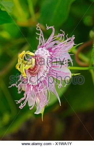 O Púrpura Maypop Passionflower (Passiflora incarnata), EE.UU., América