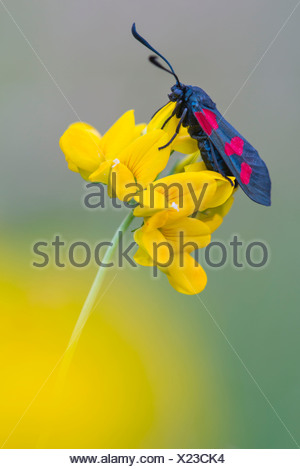 6-spot Burnett, zygaena filipendulae, goldenstedter moor, Baja Sajonia, Alemania