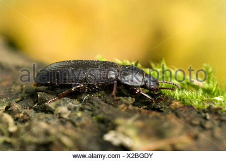 Yellow Mealworm Escarabajo (Tenebrio molitor). Larva ...