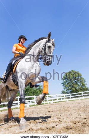 Puro Caballo Español, andaluz. Jinete con menores semental gris galopando en un caballo. Austria