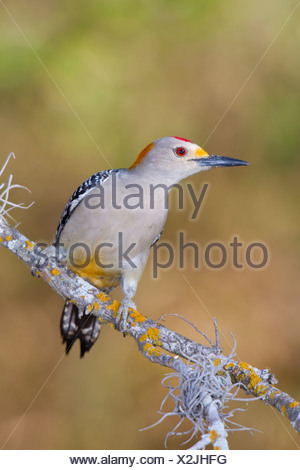 De fachada dorada woodpecker (Melanerpes aurifrons) posado en una rama en el Valle del Río Grande en Texas, EE.UU.