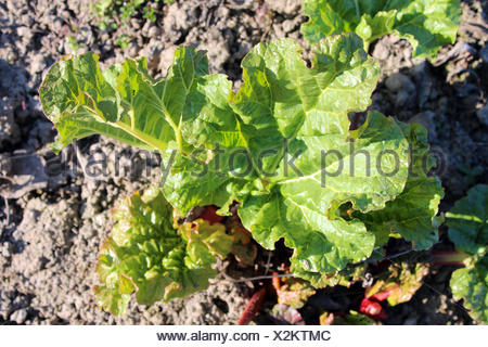 Brotes de un joven desde el groun progrown ruibarbo