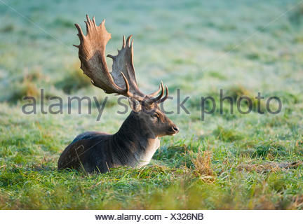 El gamo (Dama dama), Buck, tumbado en una pradera, cautiva, Baviera, Alemania