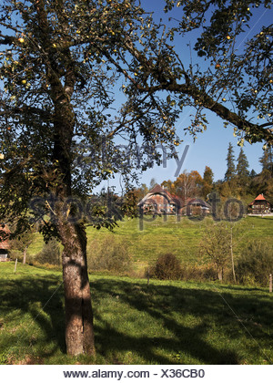 Apple tree, granja, granja, árbol, Emmental, casa, casa, corte, patio, Hofstett, cantón de Berna, Berna, árboles frutales, Suiza, EUR