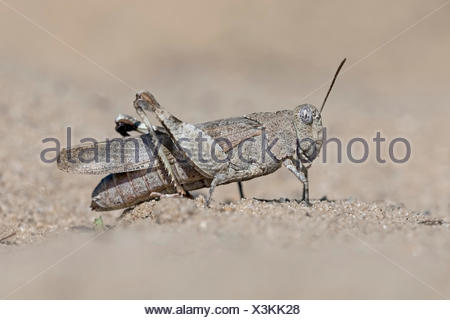 Saltamontes de Alas azules (oedipoda caerulescens), reserva de la biosfera del Elba medio, Sajonia Anhalt, Alemania