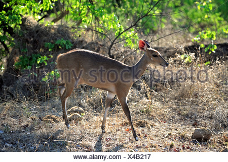 El bushbuck (Tragelaphus scriptus sylvaticus), hembra, el Parque Nacional Kruger, Sudáfrica, África