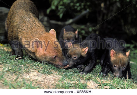 Bush perro vinagre o zorro, speothos venaticus, Madre con Cub