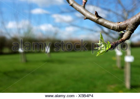 Close-up de hojas verdes apertura en Apple tree