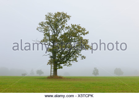 Roble Roble Pedunculate Ingles Frances Roble Quercus Robur Ramas Y Ramitas Cubiertas De Nieve En Invierno Fotografia De Stock Alamy