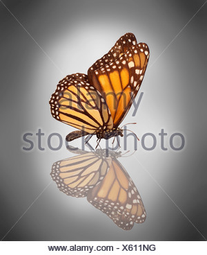 Mariposa monarca (Danaus plexippus)