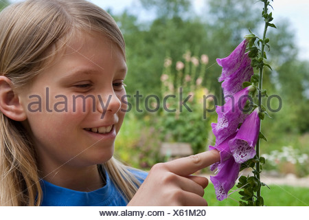 Foxglove común, púrpura digital (Digitalis purpurea), chica pegada a su dedo en una flor del foxglove común, Alemania
