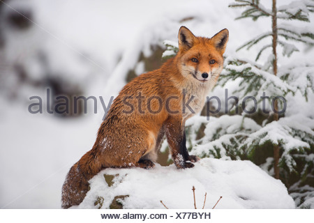 El zorro rojo (Vulpes vulpes), sentada en la nieve, Alemania