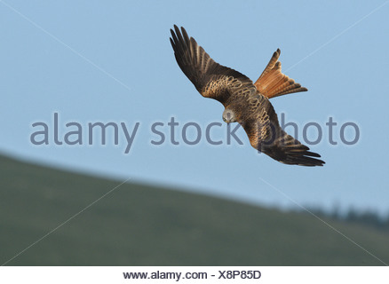 Red Kite Milvus milvus