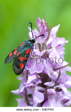 Six-Spot Burnett, Zygaena filipendulae polilla, Bahía de Sandwich, Kent, UK