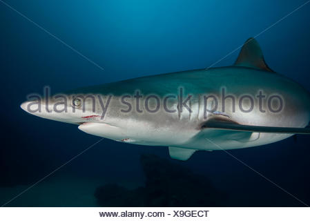 Hembra tiburón sedoso con mordeduras, probablemente recibió durante el cortejo, isla Socorro, Revillagigedo, México