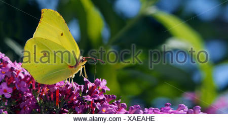 Brimstone (Gonepteryx rhamni), sentado en Buddleja, Alemania