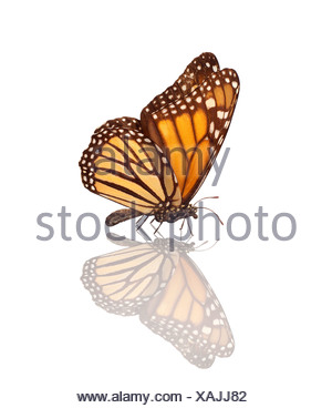 Mariposa monarca (Danaus plexippus)