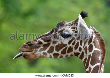 Jirafa reticulada (Giraffa camelopardalis reticulata), retrato, le saca la lengua, cautiva