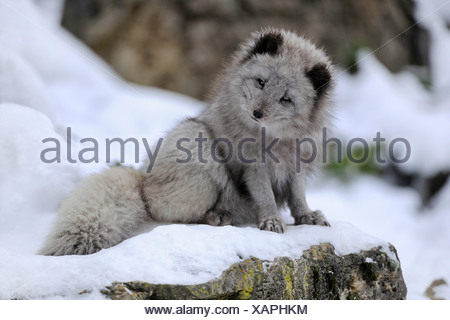 Zorro ártico (Vulpes lagopus) sentados en la nieve, cautiva, Baden-Wurtemberg, Alemania