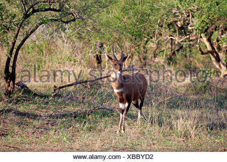 El Bushbuck, Imbabala, hombres adultos, el Parque Nacional Kruger, Sudáfrica, África / (Tragelaphus scriptus sylvaticus)