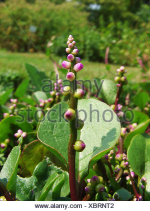 Espinaca india, Malabar Nightshade, vid espinacas, resbaladizo de