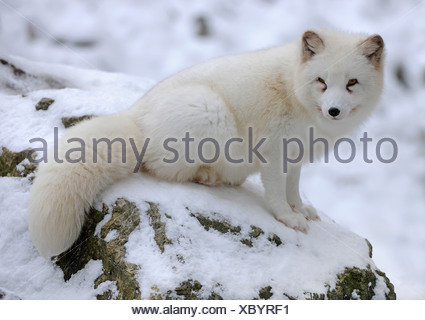 Zorro ártico (Vulpes lagopus) sentados en la nieve, cautiva, Baden-Wurtemberg, Alemania