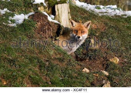 Zorro Rojo Vulpes vulpes, ADULTO EN DEN ENTRADA, Normandía en Francia