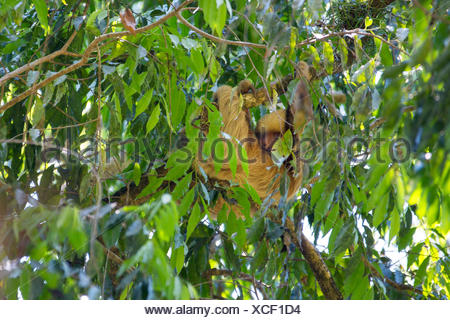 Linnaeus' dos dedos cada sloth (Choloepus didactylus), colgando en una rama de un árbol corona, Costa Rica