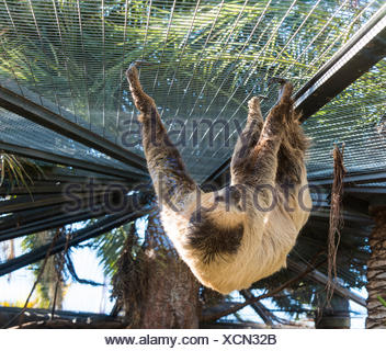 Linneo dos dedos cada sloth (Choloepus didactylus), cautiva