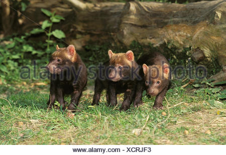 Bush perro vinagre o zorro, speothos venaticus, PUP